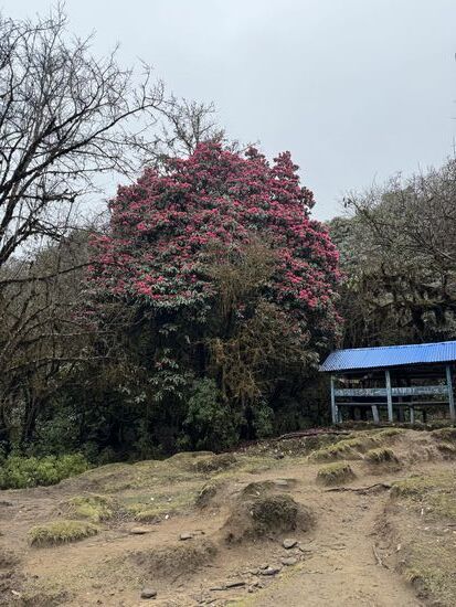 Ein riesiger, blühender Rhododendron
