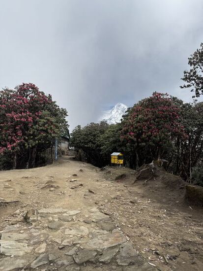 Hier blühen wieder etliche Rhododendren.