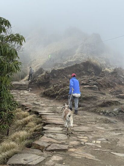 Hier wird eine Ziege den Berg hochgezogen…