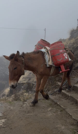 Pferde müssen die Gasflaschen hoch und runter schleppen.