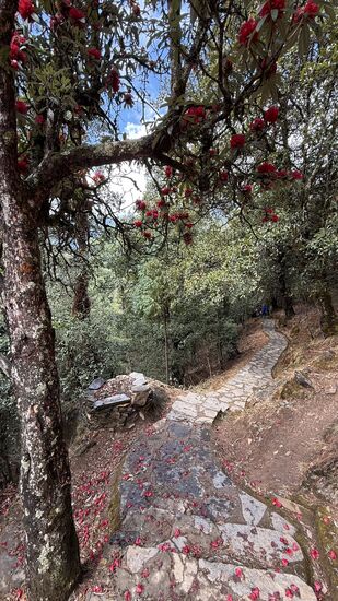 Rhododendronbäume und deren Blüten schmücken den Weg
Sie können hier eine Höhe von bis zu 30 Metern erreichen