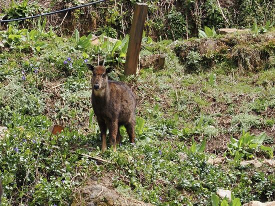 Dann entdecken wir dieses schöne Tier: Eine Mischung aus wilder Bergziege  und Yak - die gibt es nur hier in Bhutan