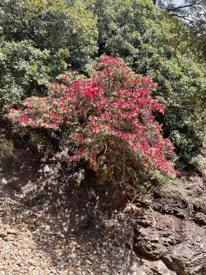 Große Rhododendron Büsche—fast Bäume-leuchten immer wieder durch den Pinienwald
