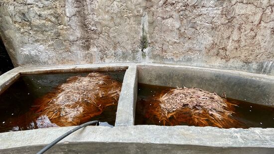 Wir dürfen jeden einzelnen Arbeitsschritt beobachten und können vor dem Eingang schon die Unmengen an Rinde in großen Steintrögen bestaunen, die dort während sie auf ihre Weiterverarbeitung warten, in Wasser eingeweicht und gekocht werden.