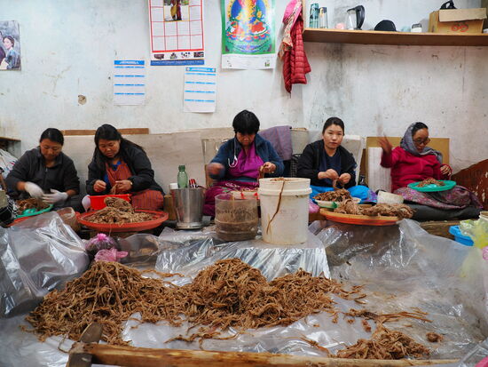 Direkt an der Tür sitzen 5 Frauen und zupfen die eingeweichte Rinde auseinander. Hier wird auch schon ordentlich aussortiert.