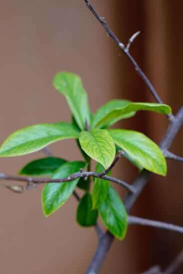 Zuerst wird uns der Daphne Tree, die Pflanze, aus dessen Rinde das Papier hergestellt wird gezeigt