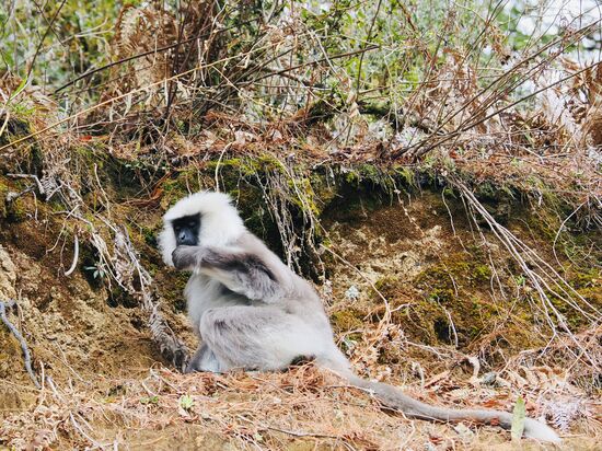 Unterwegs, an der Straße sehen wir dieses süße Äffchen: ein Hanuman-Langur
