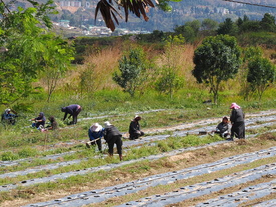 Fleißige Landarbeiter -