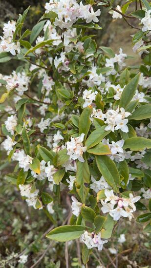 Stark duftende „Daphne bholua“ -aus dieser Pflanze wird auch das Papier hergestellt!