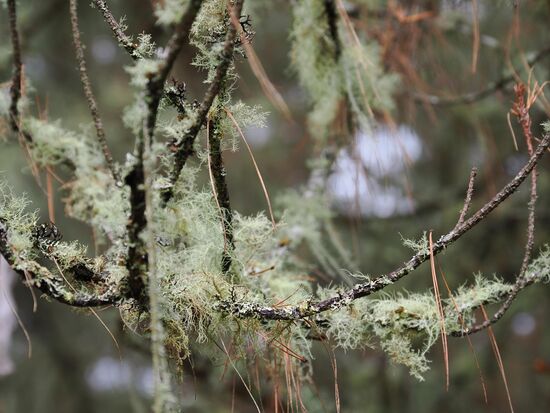 So sehen sie von Nahem aus—sie wachsen gern auf Tannen, Fichten oder Birken 
Er reagiert empfindlich auf Luftverschmutzung und ist somit hier ein Zeichen von guter Luftqualität.