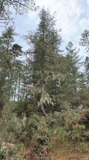 Diese herunterhängenden Grünpflanzen nennt man „Baumbart“ oder Bartflechte