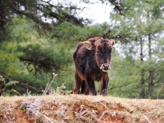 Ein junges Zwergrind —diese Rasse gehört zu den kleinsten Rinderrassen der Welt und ist bekannt für ihre Robustheit und Anspruchslosigkeit
