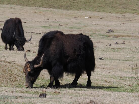 Dann müssen wir aber noch ein paar Fotos von den „Yaks“ machen-die als Lasttiere dienen und auch Milch, Wolle und Fleisch liefern