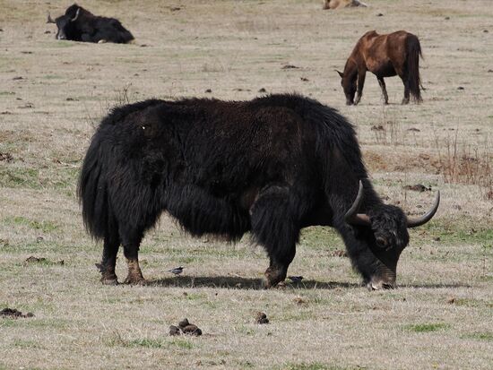 Die Yaks besitzen ein dickes mehrschichtiges Fell, das sie vor extremer Kälte schützt und trittsichere Hufe