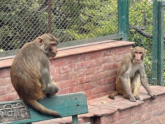 Da sind die Kollegen schon! Man muss sehr aufpassen, wenn sie etwas zu essen sehen, greifen sie an und klauen
