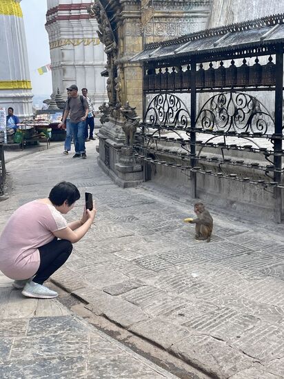 Hier hat einer nicht aufgepasst und wollte eine Banane essen. Die wurde ihm prompt vom Affen geklaut, der ihm auf die Brust gesprungen ist. Nach dem Schreck kann er nun filmen ,wie der kleine Kerl die Banane verspeist 