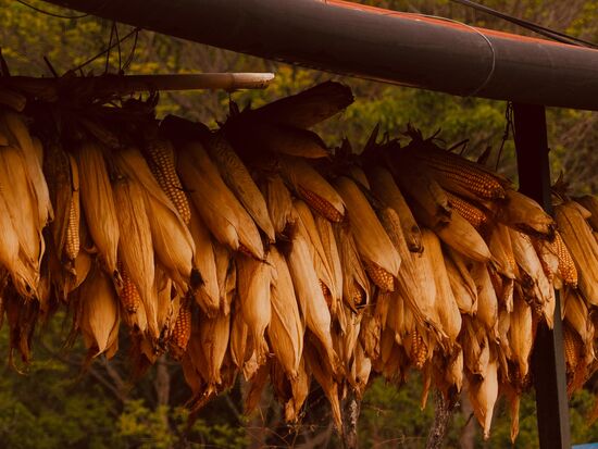 Mais wird zum trocknen aufgehängt