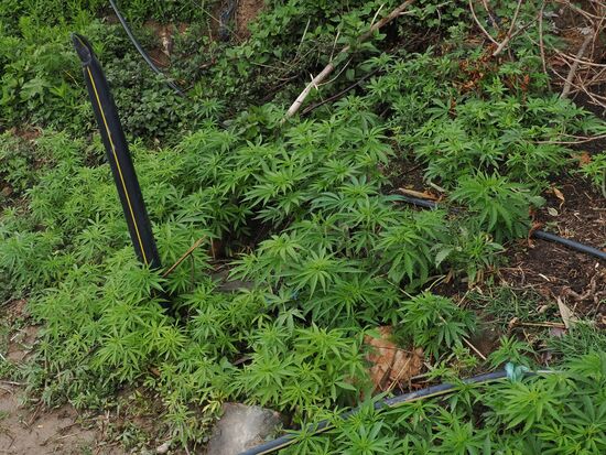 Jaaa: Cannabis . Es scheint sich hier selbst auszusähen 