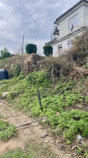 Schaut mal, was hier in Massen wächst!