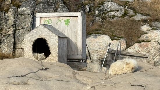 Im Sommer, wenn kein Schnee liegt, haben die Hunde quasi "Urlaub" und dösen im Schatten der Hütten. Manche werden auch auf kleine unbewohnte Inseln gebracht, wo sie sich frei bewegen können.
Sobald der erste Schnee fällt, beginnt das Training für Jagd und Transport