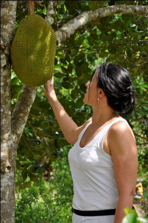 Mein Liebling, die Jack Fruit!