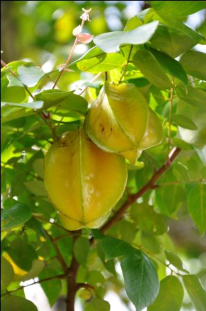 Die Sternfrucht
