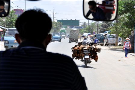 Auf den Mopeds wird wirklich ALLES transportiert...hier unzählige arme Hühner..