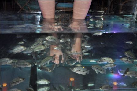 Menschen als "Fischfutter"