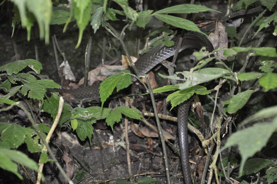 Die war auch da...mindestens 1,20 m lang hat sie sich die Böschung hochgeschlängelt