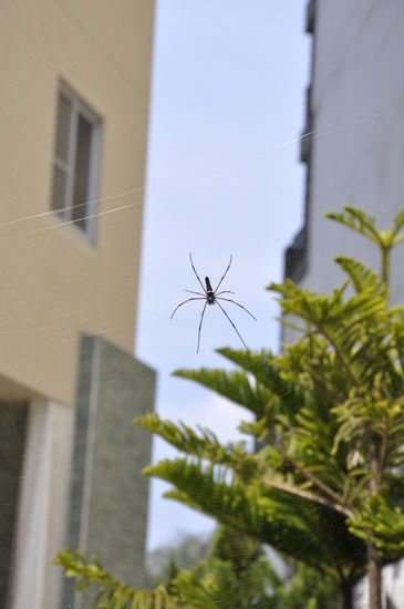 Unterwegs muss man aufpassen, dass man nicht gegen sowas läuft.
Das Vieh war wirklich Handgroß und hatte dunkelrote Beine--brrrrr...