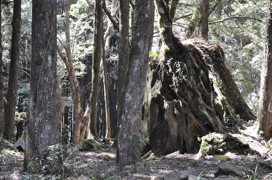 ..einer der besagten Bäume..