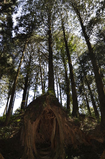 ..noch einer dieser Bäume..