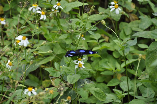 ..hier gibts unzählige schöne große Schmetterlinge..