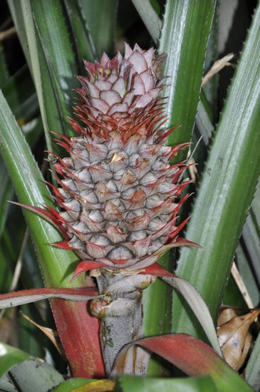 Eine kleine Ananas auf dem Weg zum Wasserfall