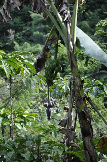 unterwegs zum Wasserfall Bananenstauden