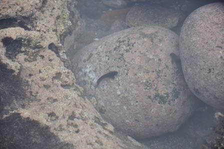 Überall sind Löcher mit Wasser und Leben gefüllt