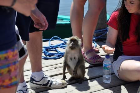 Der Kleine wartet am Hafen von Rinca. Er war total hin- und hergereissen zwischen Ängstlichkeit und Neugier.Auf der Insel sehen wir später noch viele freilebende Affen