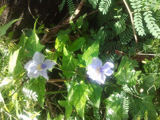 Unterwegs wunderschöne Blumen, die wie Orchideen aussehen