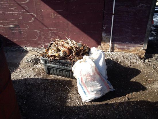 Eine ganze Kiste Lobster haben sie auch