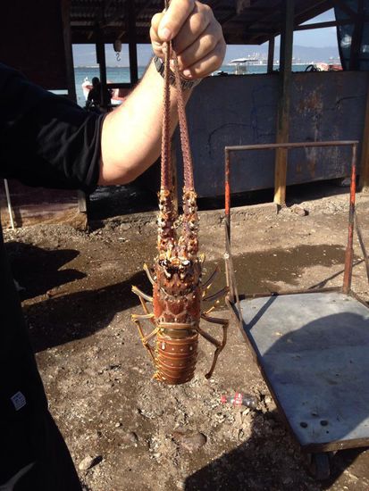 Man drückt uns auch einen in die Hand fürs Foto