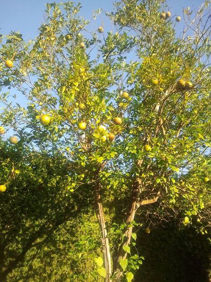 Von diesem Baum wird die leckre Limonade gemacht.
Ähnlich wie Orangen, der Baum ist proppevoll