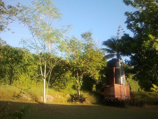 Von dem rechten Baum wird Tee gekocht. Ganz links ist der Wasserspeicher