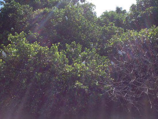 Hunderte von weißen Vögeln die Krach machen am Eingang des Black River die Krach machen