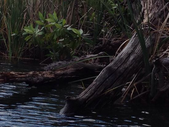 Ist das nicht ein Prachtexemplar?