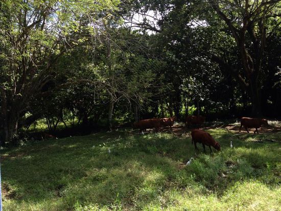 Dies sind richtige Bio-Kühe--sie grasen vor den Wasserfällen