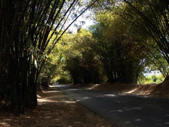 Anschließend fahren wir durch die ca 5 km lange Bambus Avenue