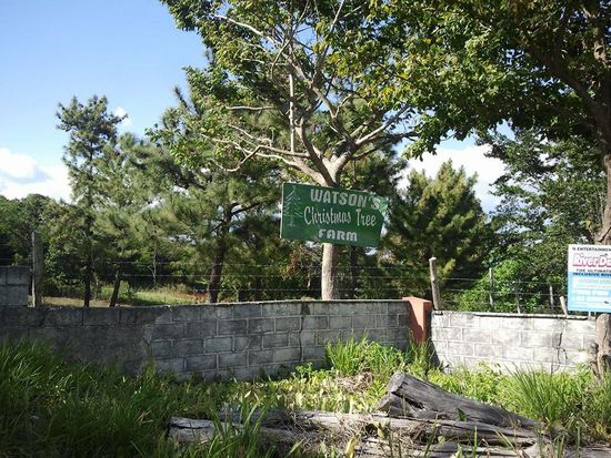 Wir fahren durch Santa Cruz, besuchen dort kurz den Markt und kaufen uns Plantas. Die sehen aus wie Bananen--aber sie schmecken nur gebraten-- und über die Santa Cruz Mountains.
Hier ist eine Weihnachtsbaum-Farm
