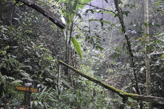 Es ist immer wieder spannend durch Dschungel zu laufen