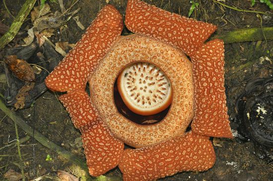 Unser Fahrer bringt uns erst zu der Stelle, wo die berühmte "Rafflesia" blüht.Das ist eines der Highlights hier, sie blüht nur 1x im Jahr und nur 5 Tage lang.
Wir sehen sie hier am 3. Tag
sie blüht