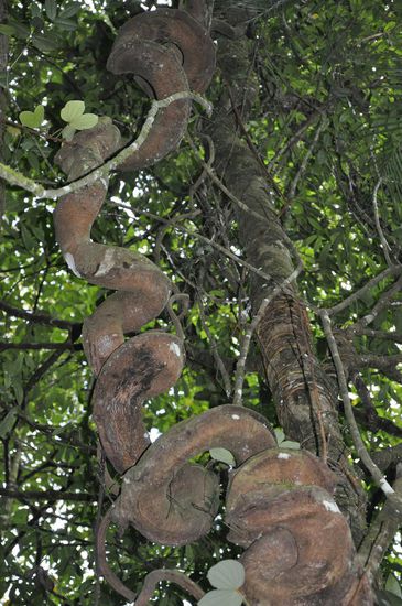 Wieder so ein interessanter Schlangenbaum